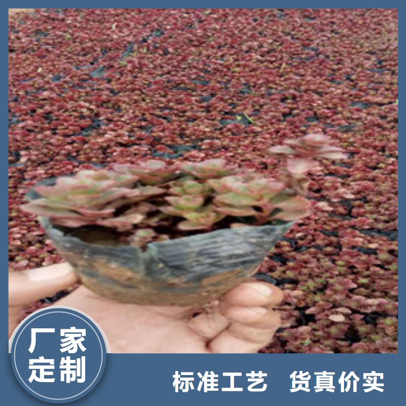 花海景观,五一国庆草花批发货到付款