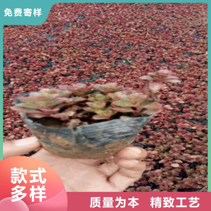 花海景观,鲁冰花/粉黛乱子草多家仓库发货