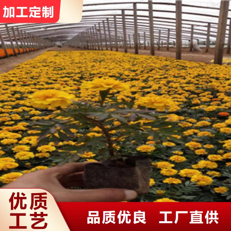 花海景观_【宿根花卉基地】性能稳定