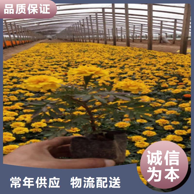花海景观,水生植物/荷花睡莲大厂家实力看得见