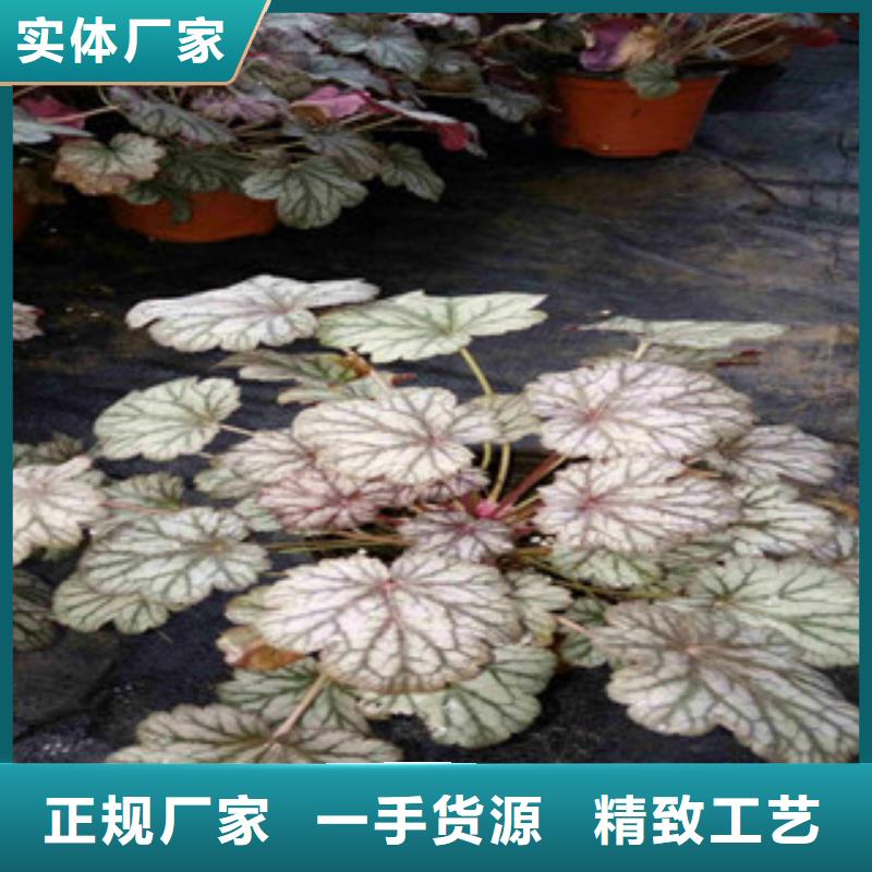 花海景观花海景观工程多行业适用
