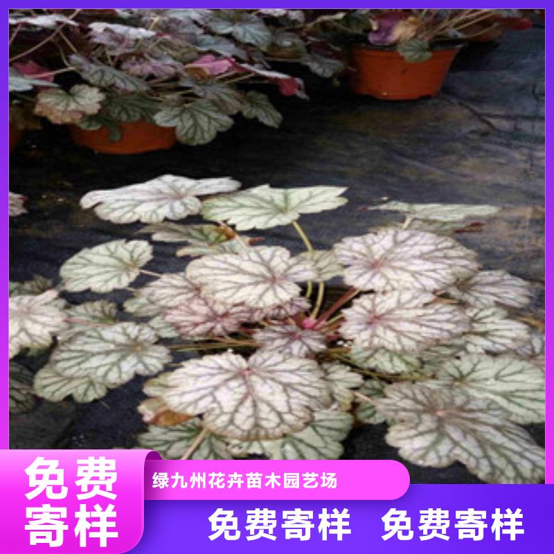 花海景观,时令花卉/绿化草花价格用心制造