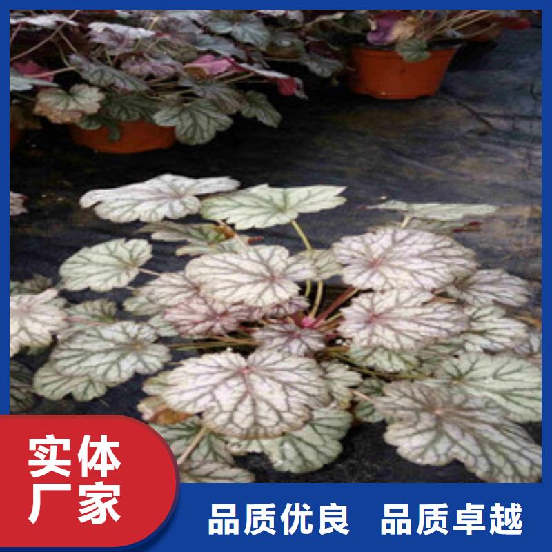 花海景观五一国庆草花批发用心经营