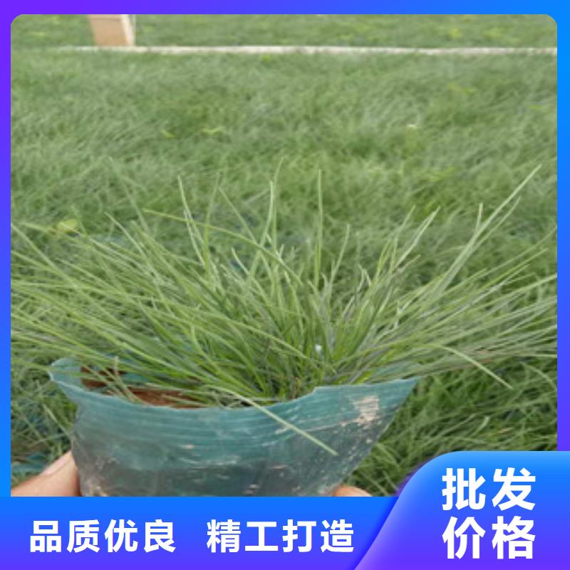 花海景观-【观赏草/蒲苇狼尾草】敢与同行比价格