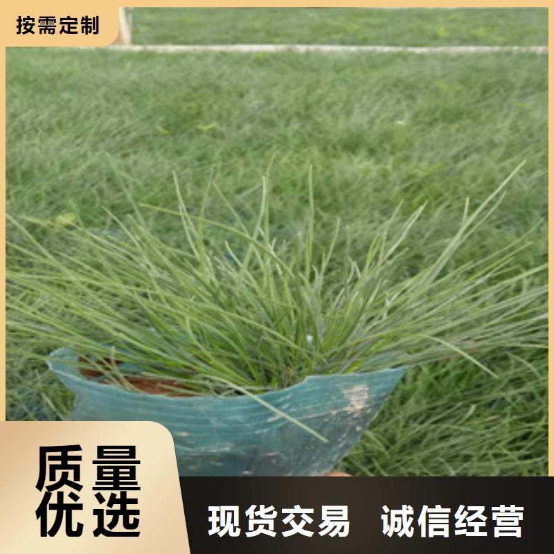 花海景观,时令花卉/绿化草花价格用心制造