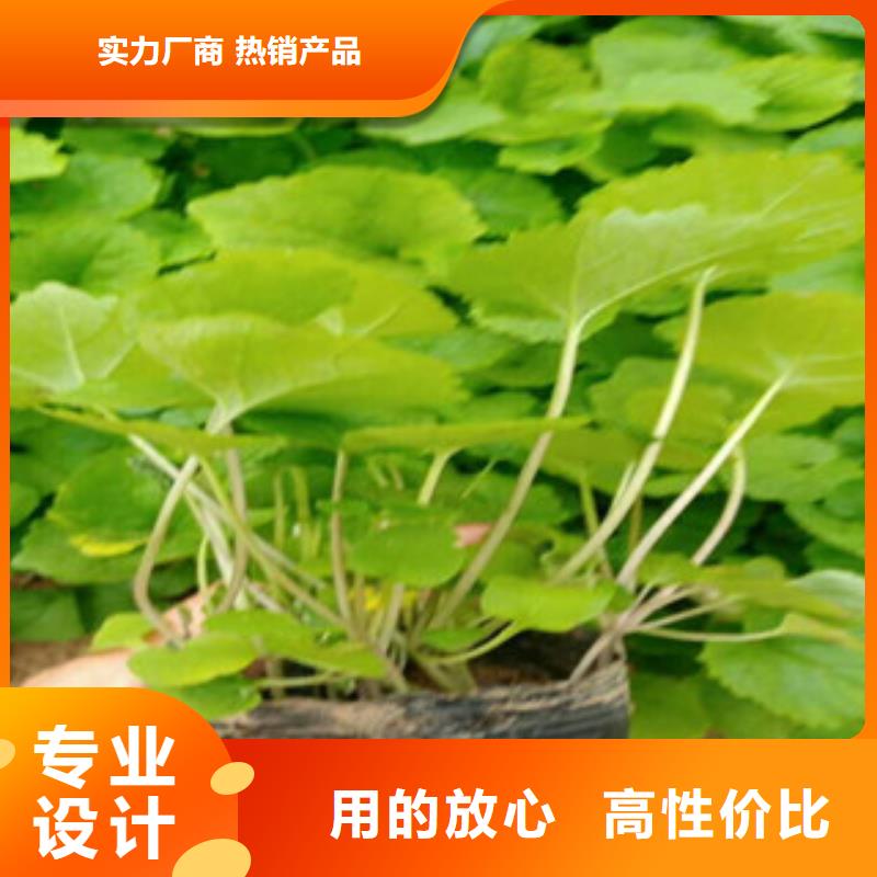 花海景观-耐寒耐旱草花基地专业生产设备