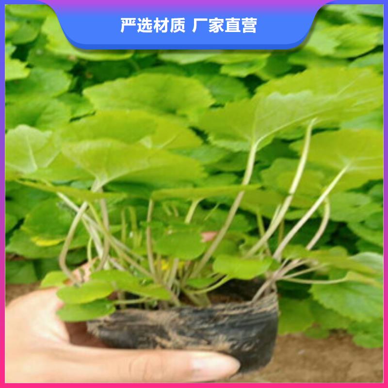 花海景观时令花卉/绿化草花价格品牌专营