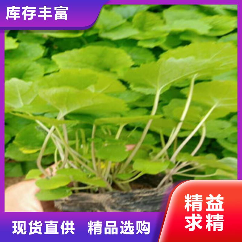 花海景观柳叶马鞭草/薰衣草好厂家有担当