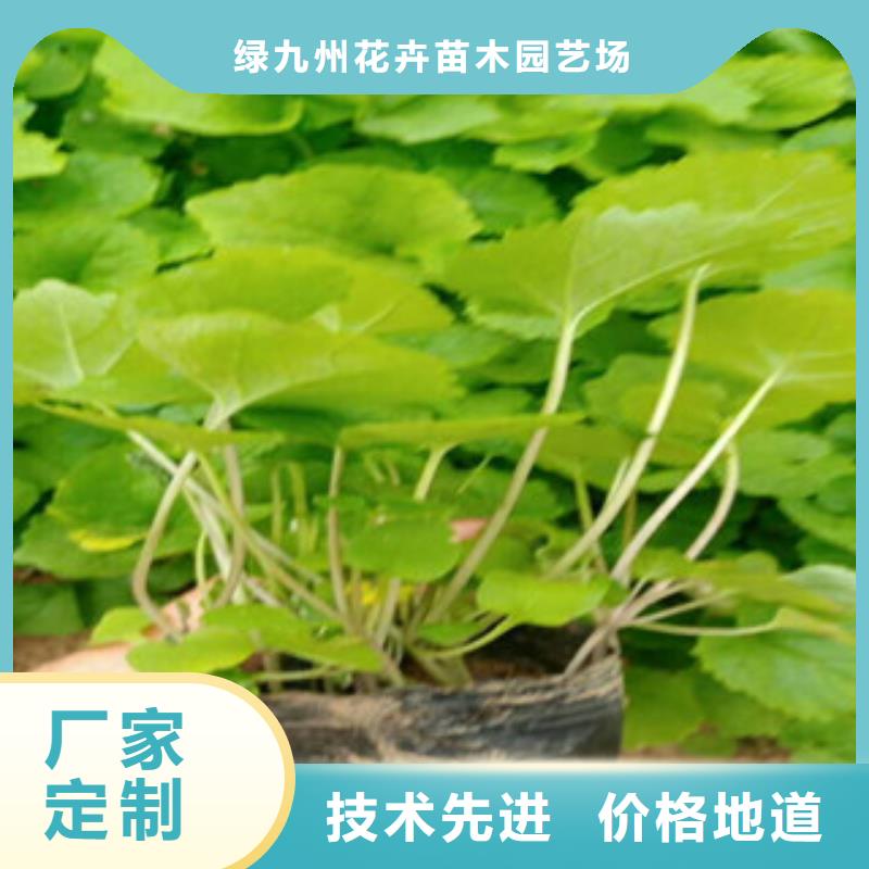 花海景观,鲁冰花/粉黛乱子草多家仓库发货