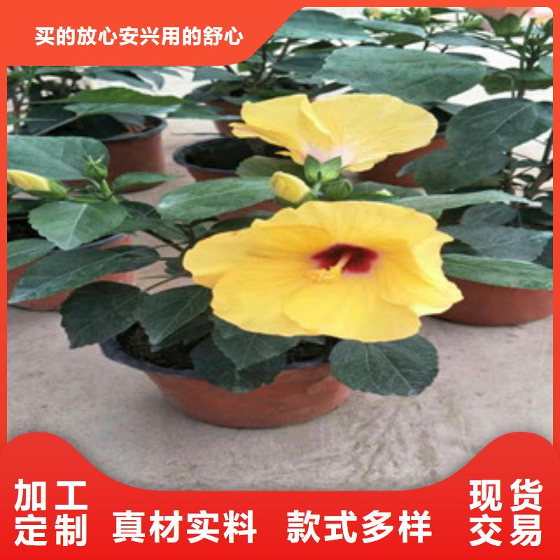 花海景观,鲁冰花/粉黛乱子草多家仓库发货