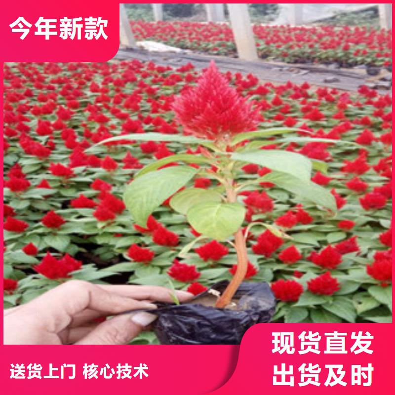 花海景观柳叶马鞭草/薰衣草好厂家有担当