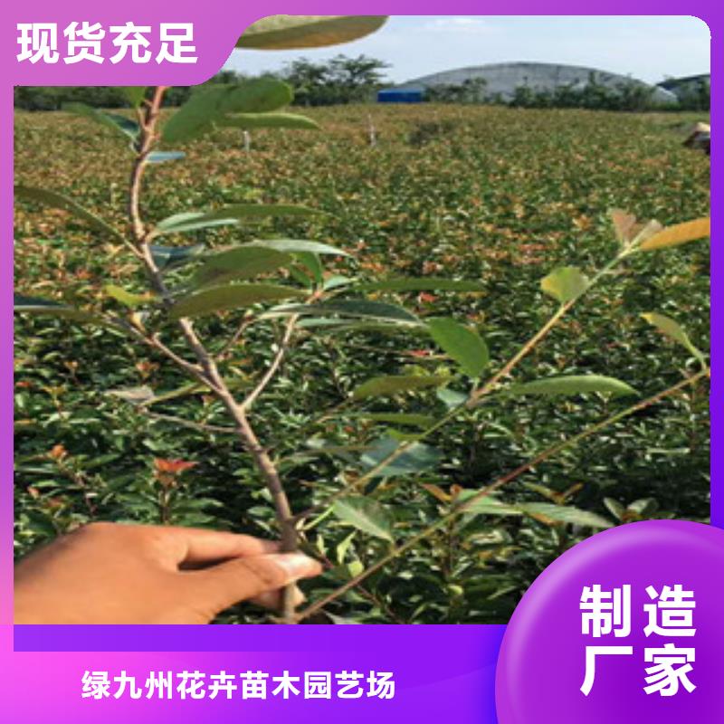 花海景观,鲁冰花/粉黛乱子草多家仓库发货
