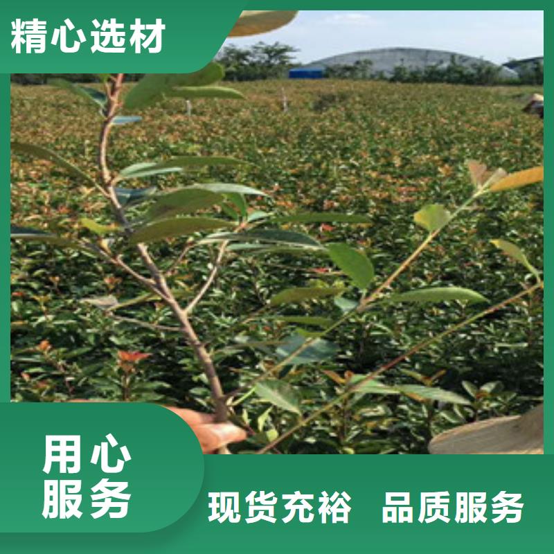 花海景观-【观赏草/蒲苇狼尾草】敢与同行比价格