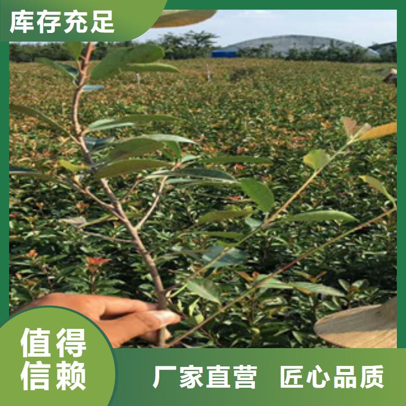 花海景观观赏草/蒲苇狼尾草厂家技术完善