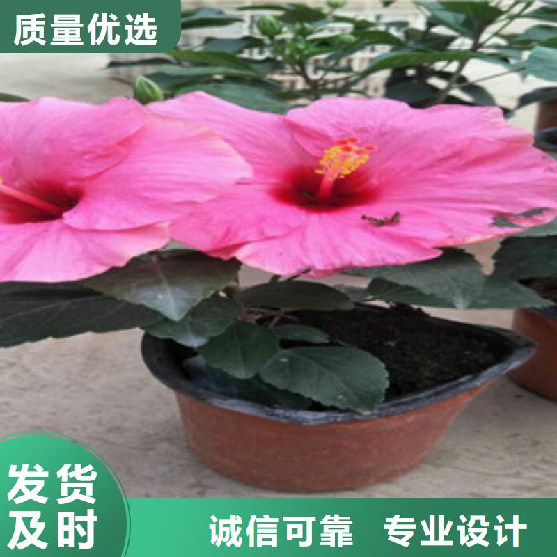 花海景观,鲁冰花/粉黛乱子草多家仓库发货