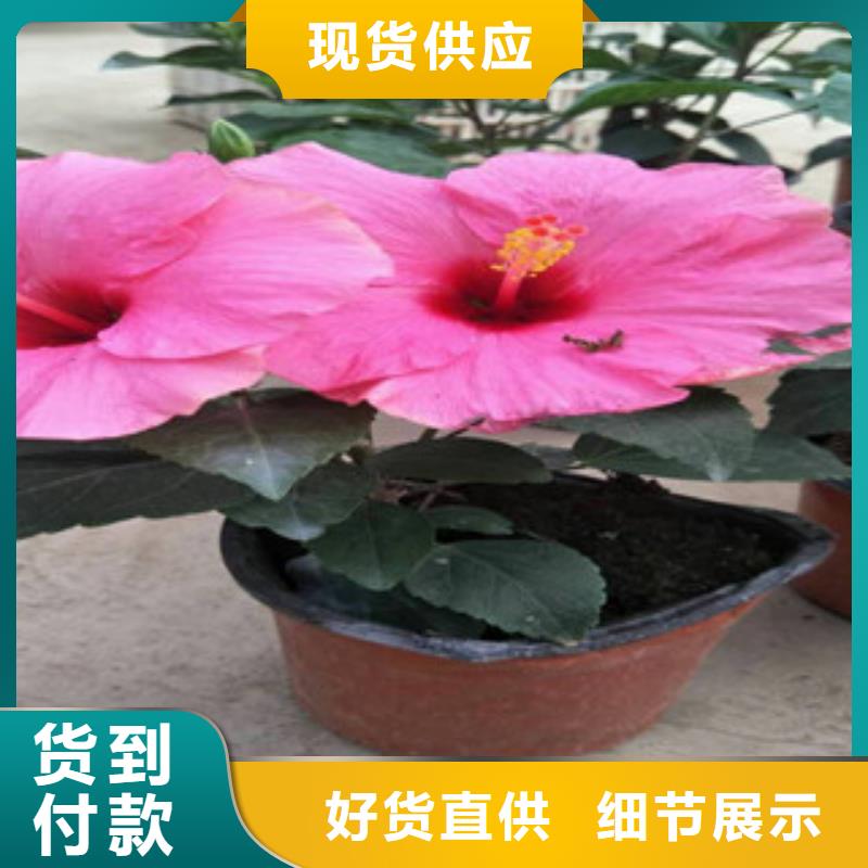 花海景观五一国庆草花批发用心经营