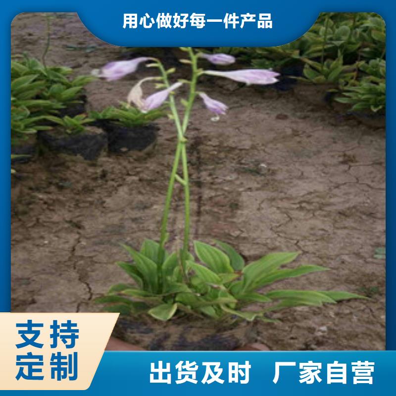 花海景观,宿根花卉基地批发商