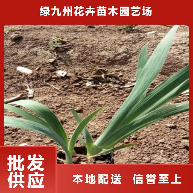 花海景观,鲁冰花/粉黛乱子草多家仓库发货