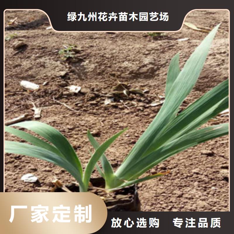 花海景观耐寒耐旱草花基地厂家直销直供