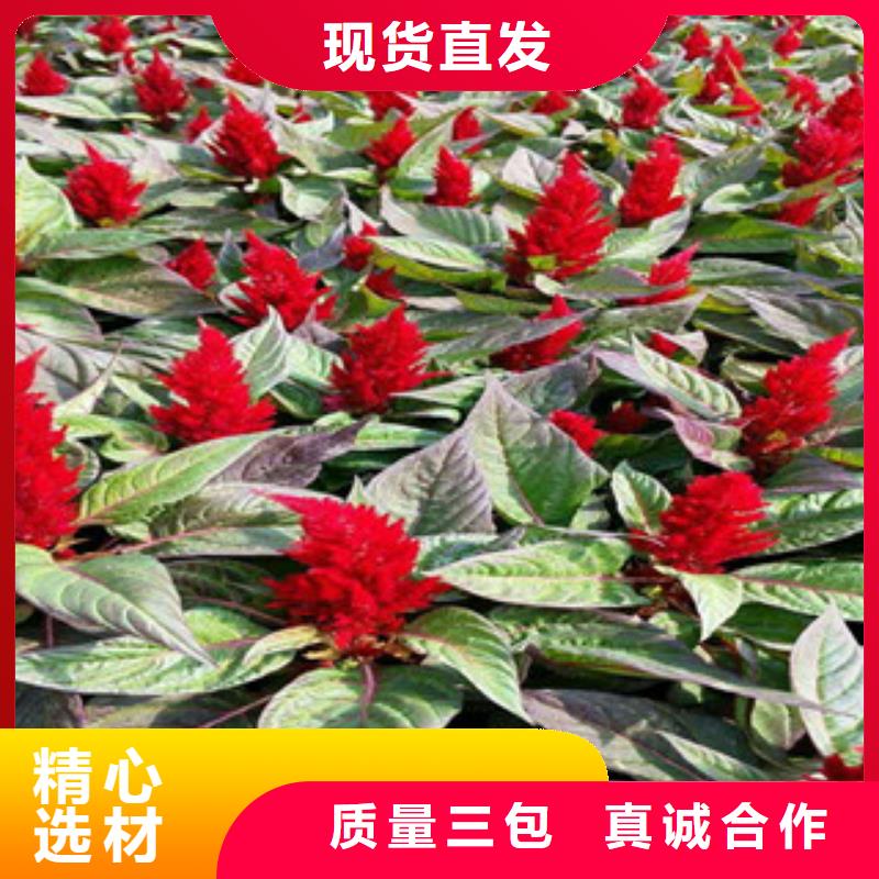 花海景观,鲁冰花/粉黛乱子草多家仓库发货