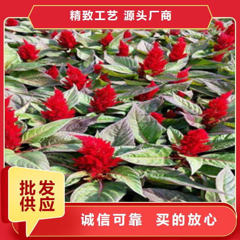 花海景观,时令花卉/绿化草花价格用心制造