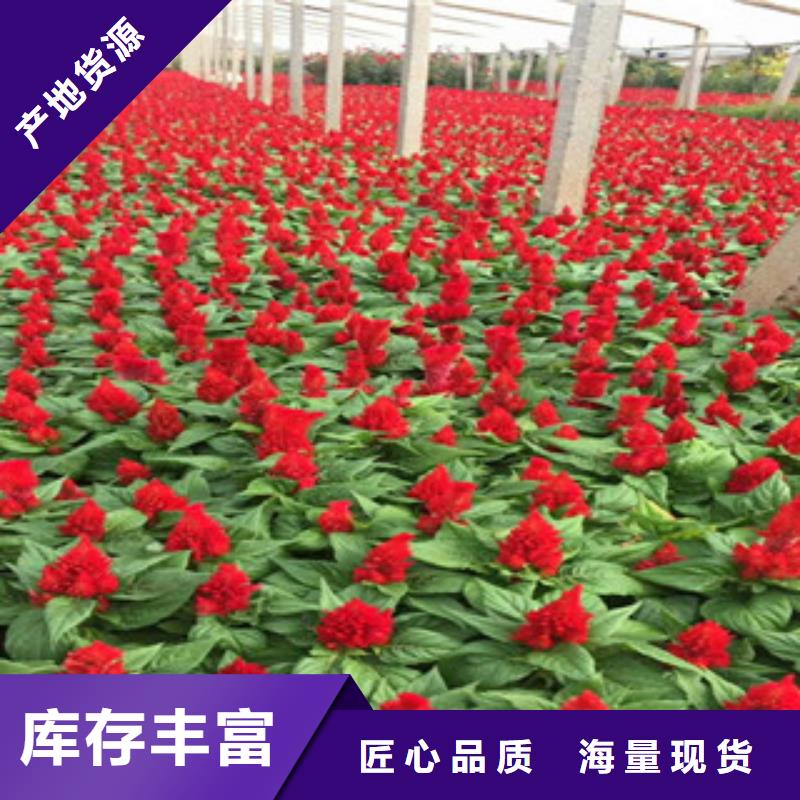 花海景观水生植物/荷花睡莲价格实惠