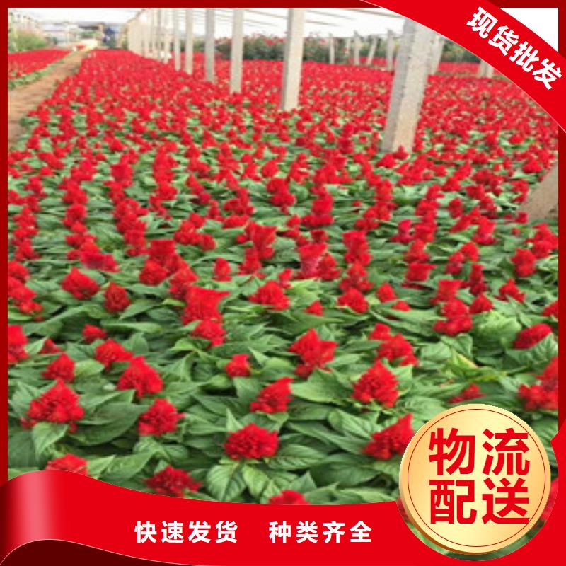 花海景观五一国庆草花批发用心经营