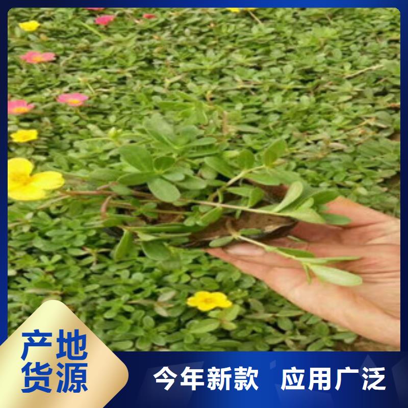 花海景观-【观赏草/蒲苇狼尾草】敢与同行比价格
