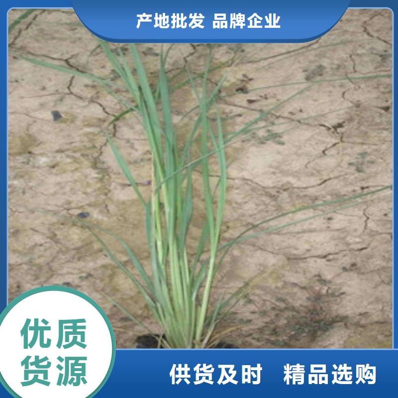 花海景观水生植物/荷花睡莲价格实惠