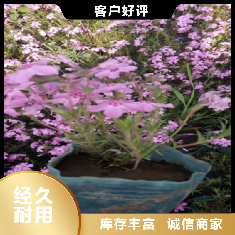 花海景观五一国庆草花批发用心经营