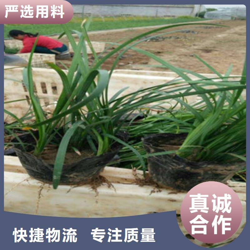 花海景观水生植物/荷花睡莲价格实惠