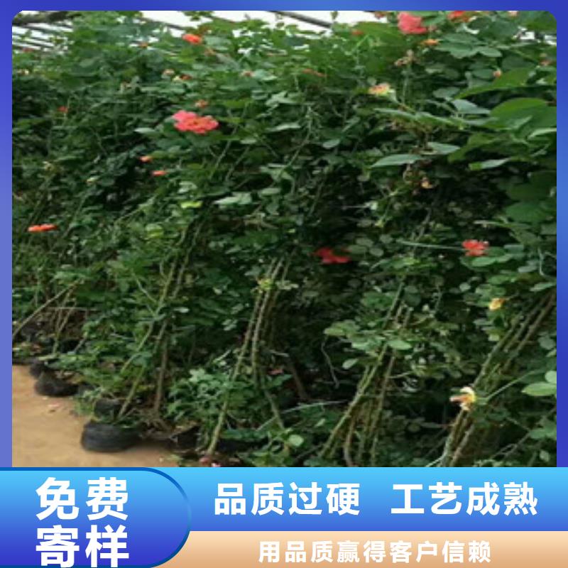 花海景观-【观赏草/蒲苇狼尾草】敢与同行比价格