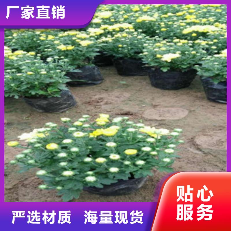 花海景观水生植物/荷花睡莲价格实惠
