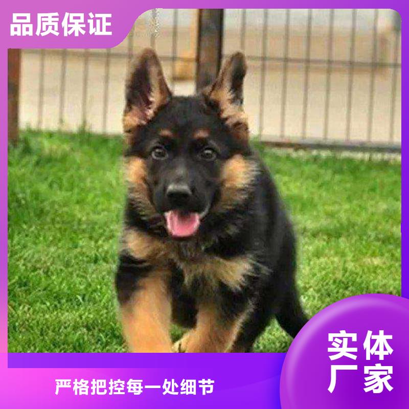 德国牧羊犬高加索犬当地厂家值得信赖