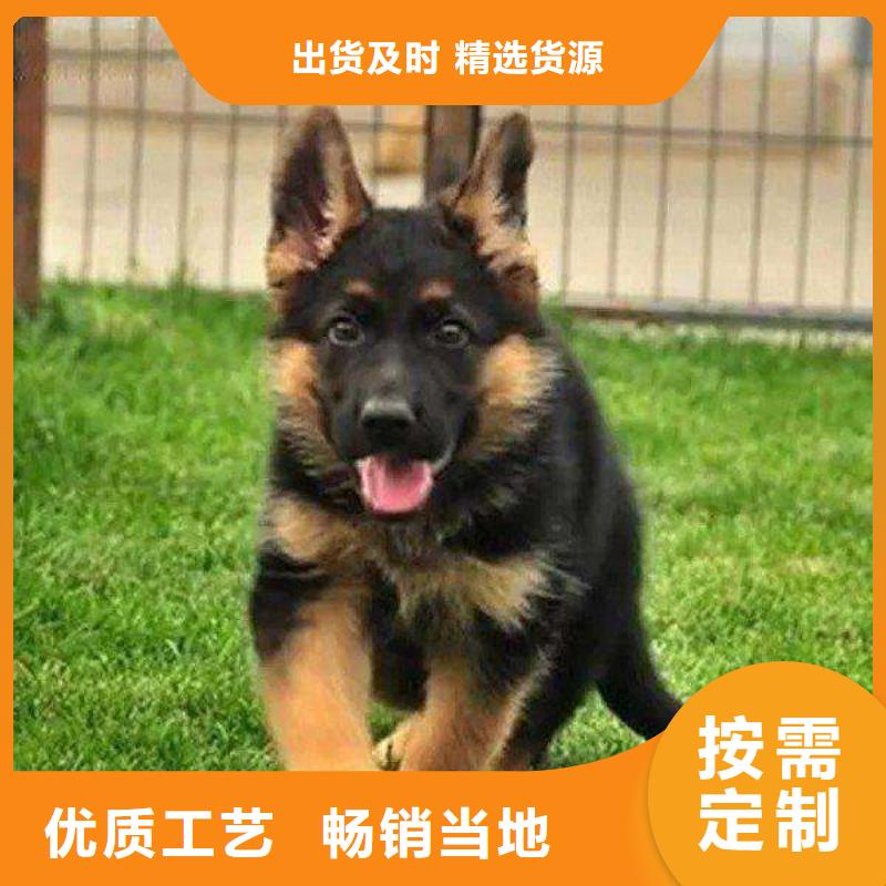 德国牧羊犬罗威纳犬生产经验丰富