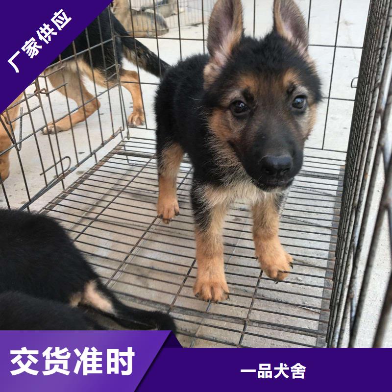 德国牧羊犬罗威纳犬量大更优惠