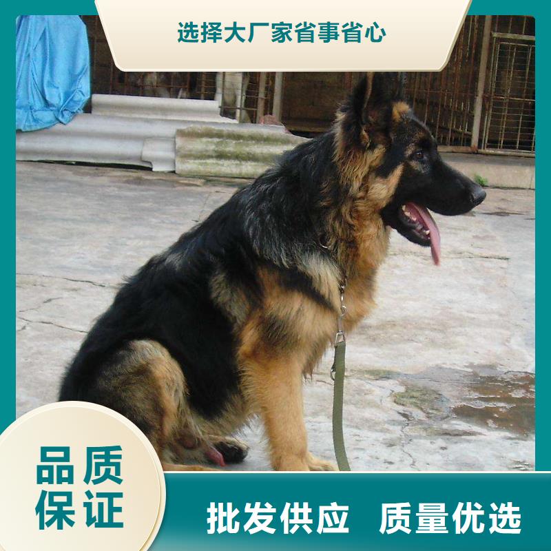 德国牧羊犬_拉布拉多犬价格实在