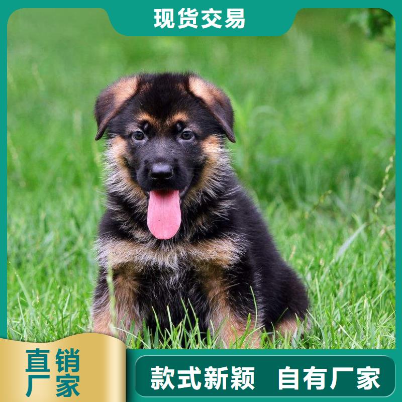 德国牧羊犬【罗威纳犬】严选材质