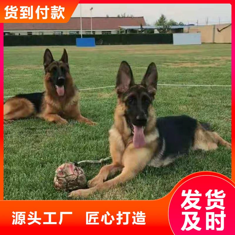 德国牧羊犬_拉布拉多犬厂家售后完善