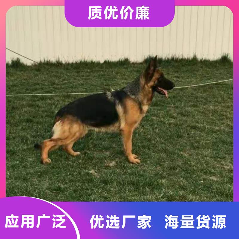 德国牧羊犬_马犬支持批发零售