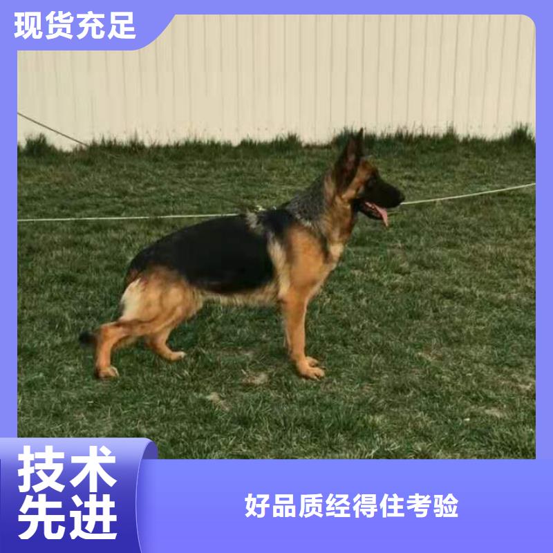 德国牧羊犬罗威纳犬量大更优惠