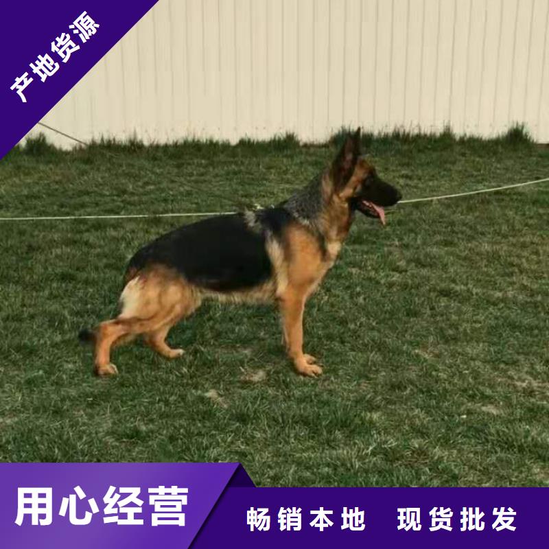 德国牧羊犬杜宾犬定制速度快工期短