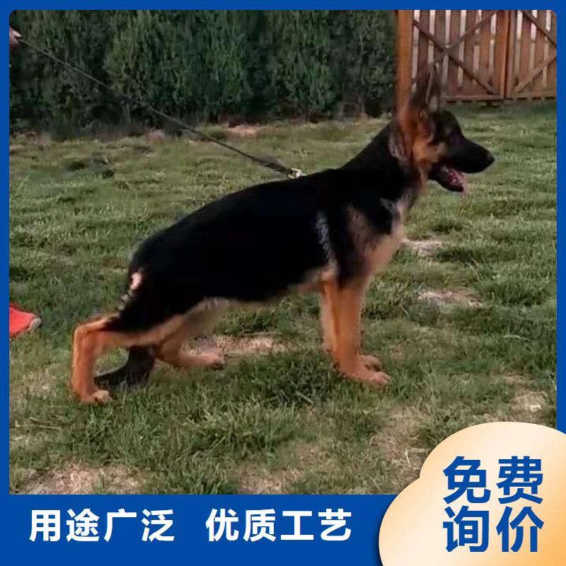 德国牧羊犬罗威纳犬您想要的我们都有
