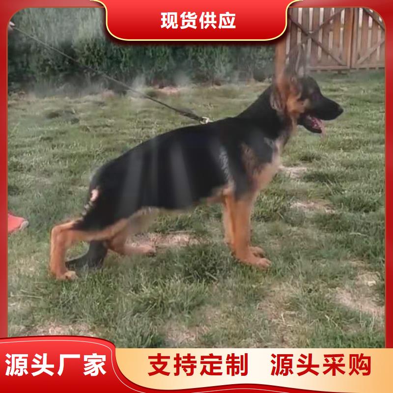 德国牧羊犬_马犬支持批发零售