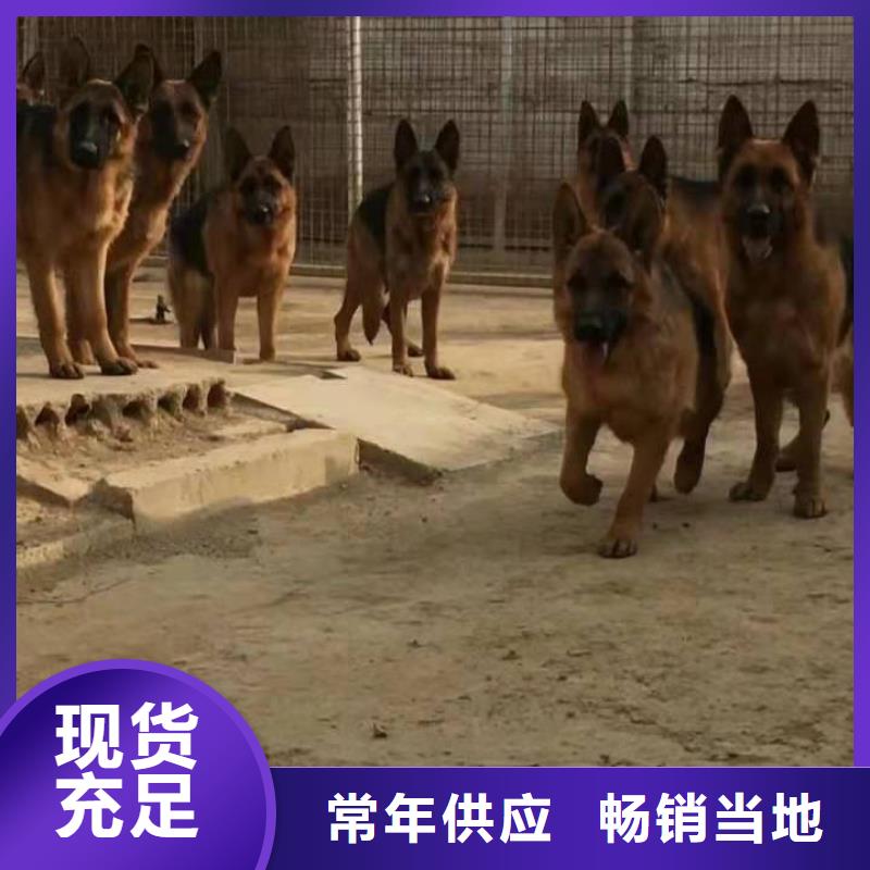 德国牧羊犬杜宾犬定制速度快工期短