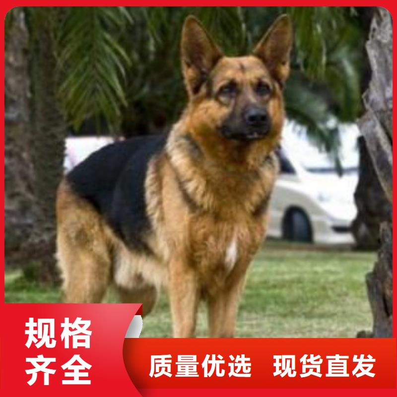 德国牧羊犬,黑狼大量现货供应