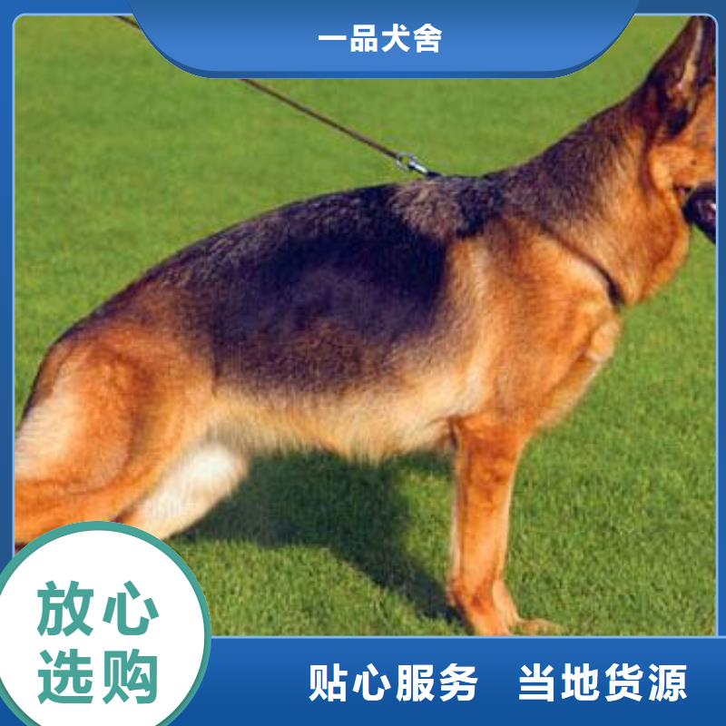 德国牧羊犬_拉布拉多犬价格实在
