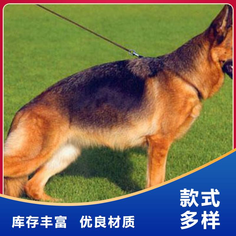 德国牧羊犬【罗威纳犬】货品齐全