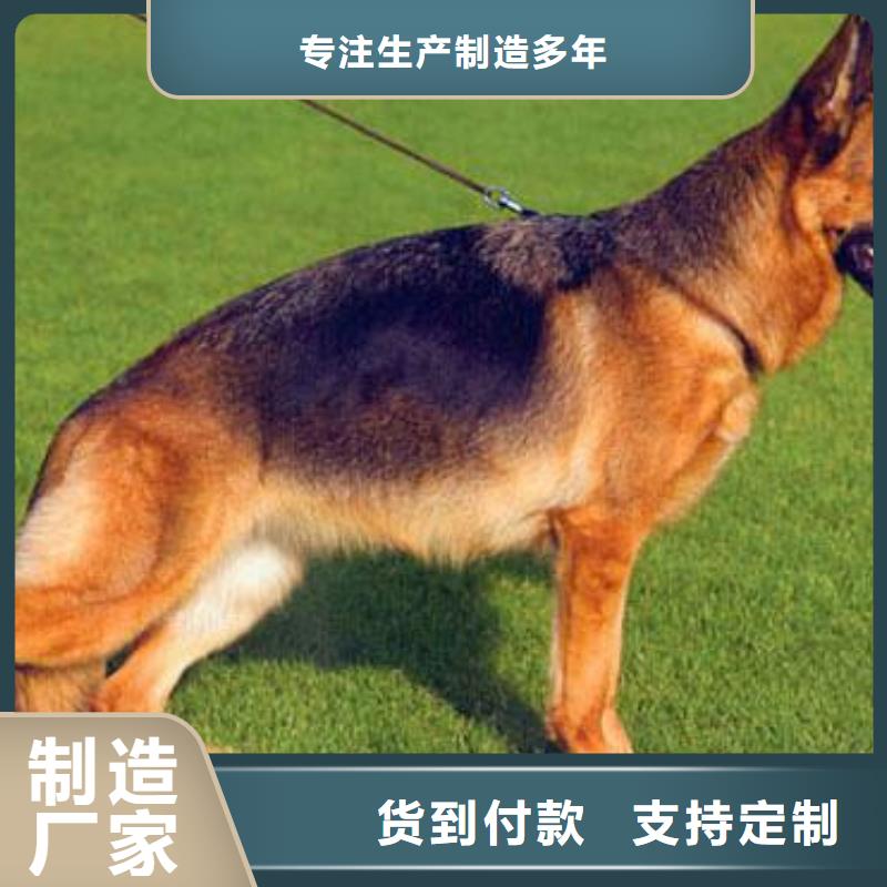 德国牧羊犬_拉布拉多犬厂家售后完善