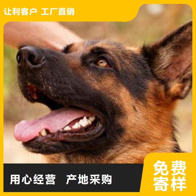 【德国牧羊犬德牧犬厂家直营】